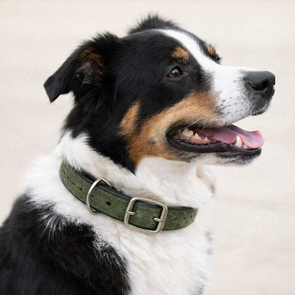Dog Collars & Leads